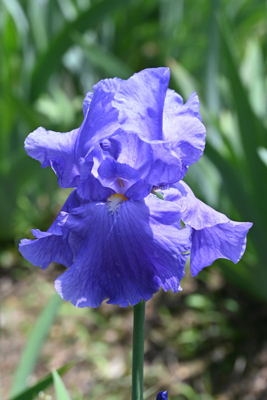 The flower Shipshape - Tall Bearded Iris (TB)