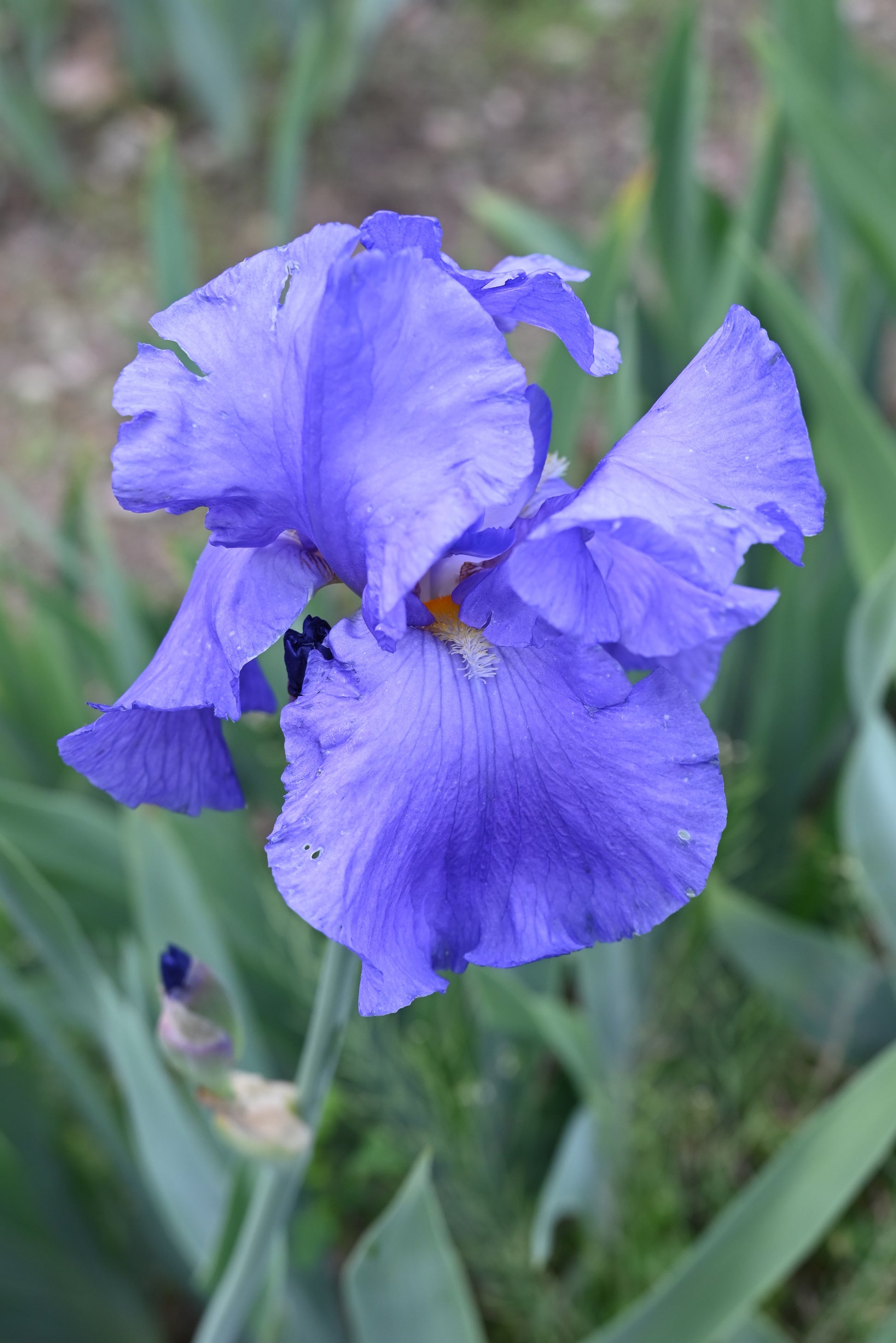 The flower Shipshape - Tall Bearded Iris (TB)