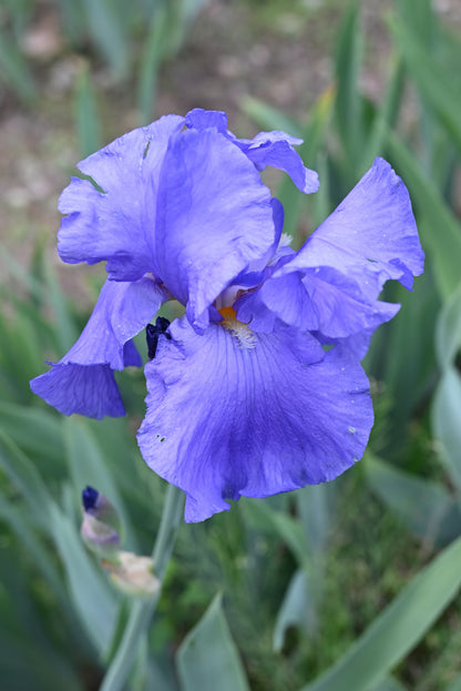 The flower Shipshape - Tall Bearded Iris (TB)