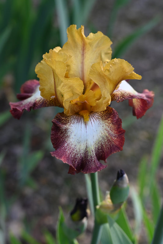 The flower Flamenco - Tall Bearded Iris (TB)