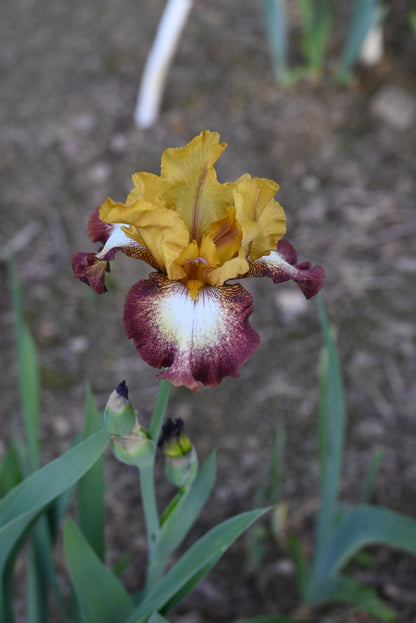 The flower Flamenco - Tall Bearded Iris (TB)