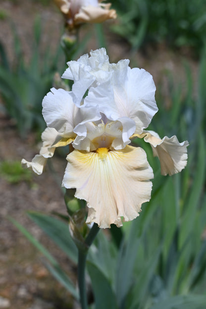 The flower Champagne Elegance - Tall Bearded Iris (TB)