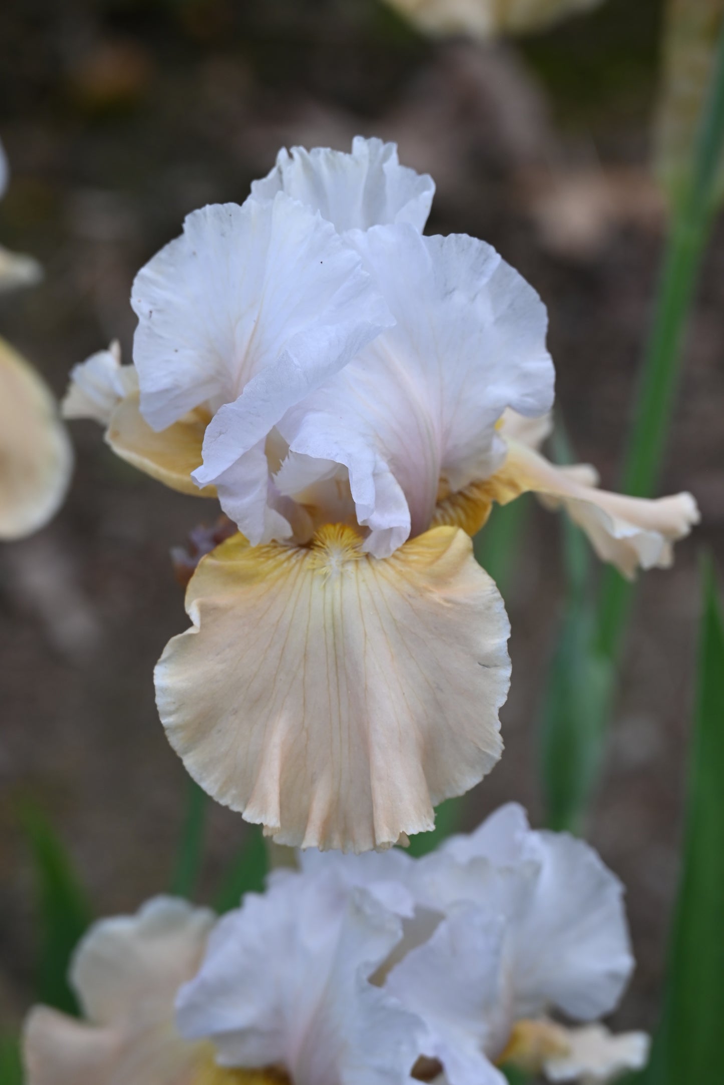 The flower Champagne Elegance - Tall Bearded Iris (TB)