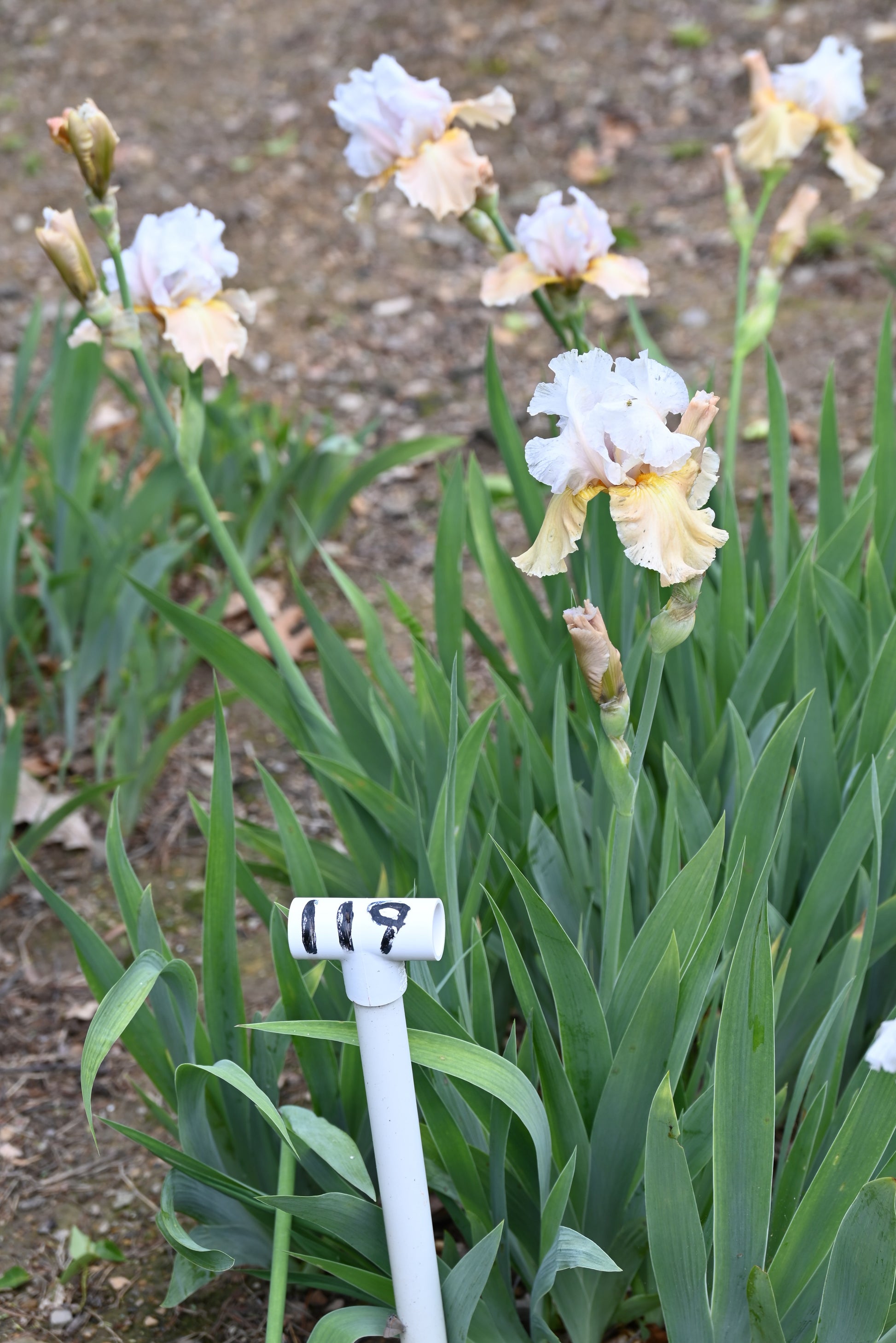 The flower Champagne Elegance - Tall Bearded Iris (TB)