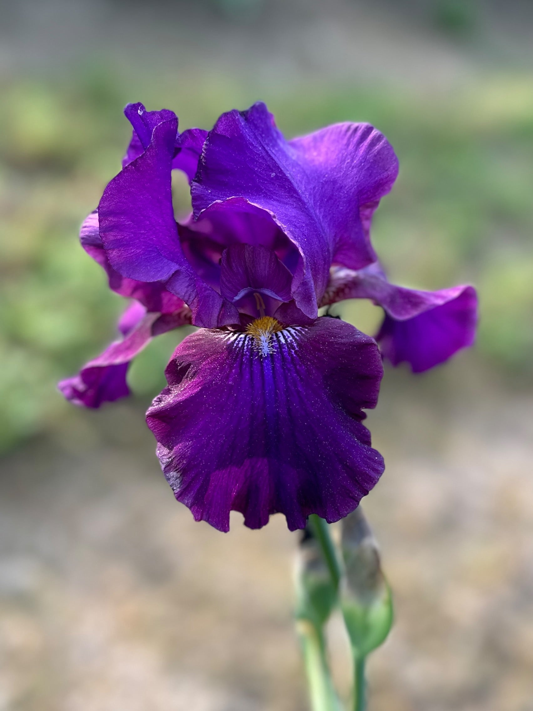 The flower Black Mercury - Tall Bearded Iris (TB)