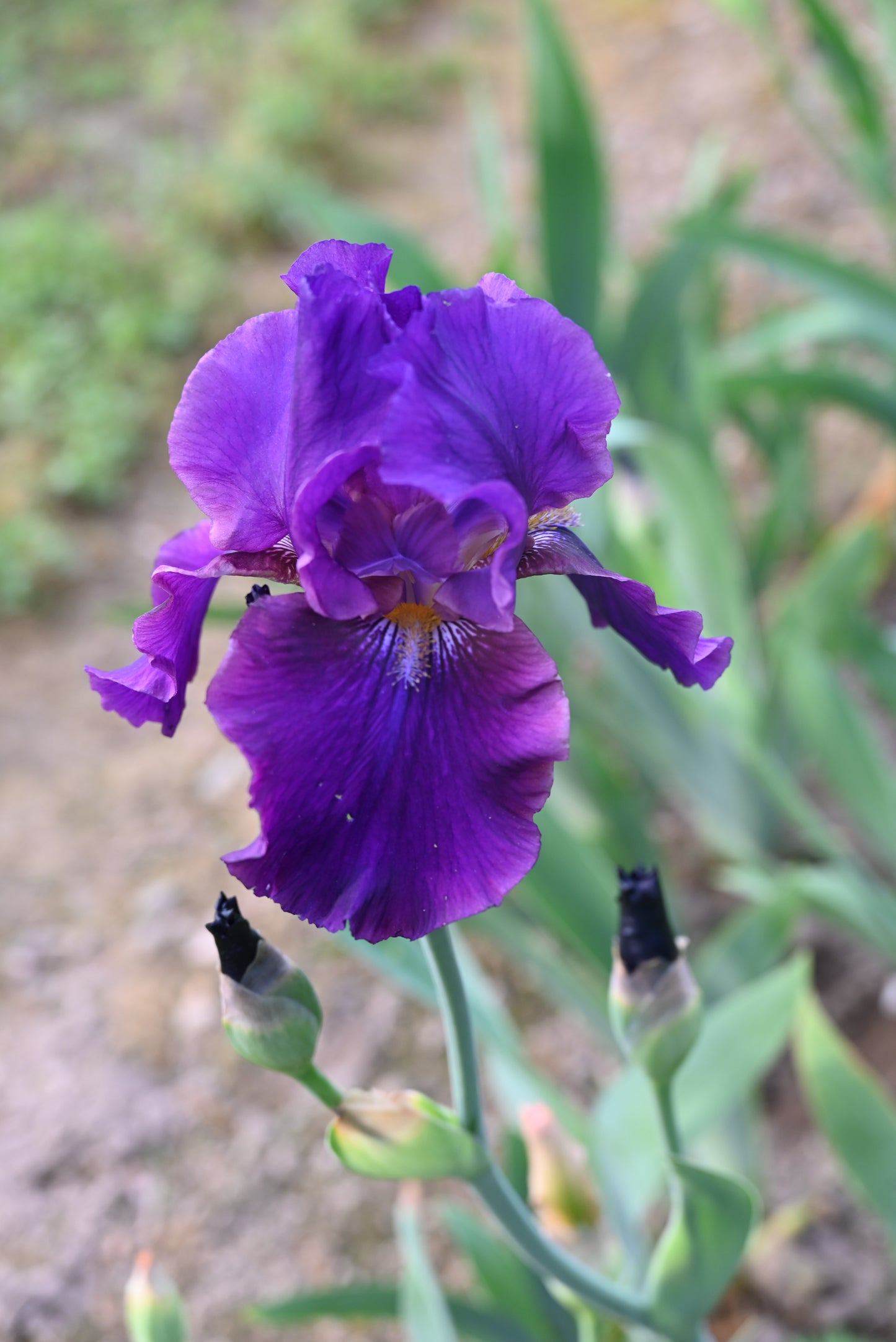 The flower Black Mercury - Tall Bearded Iris (TB)