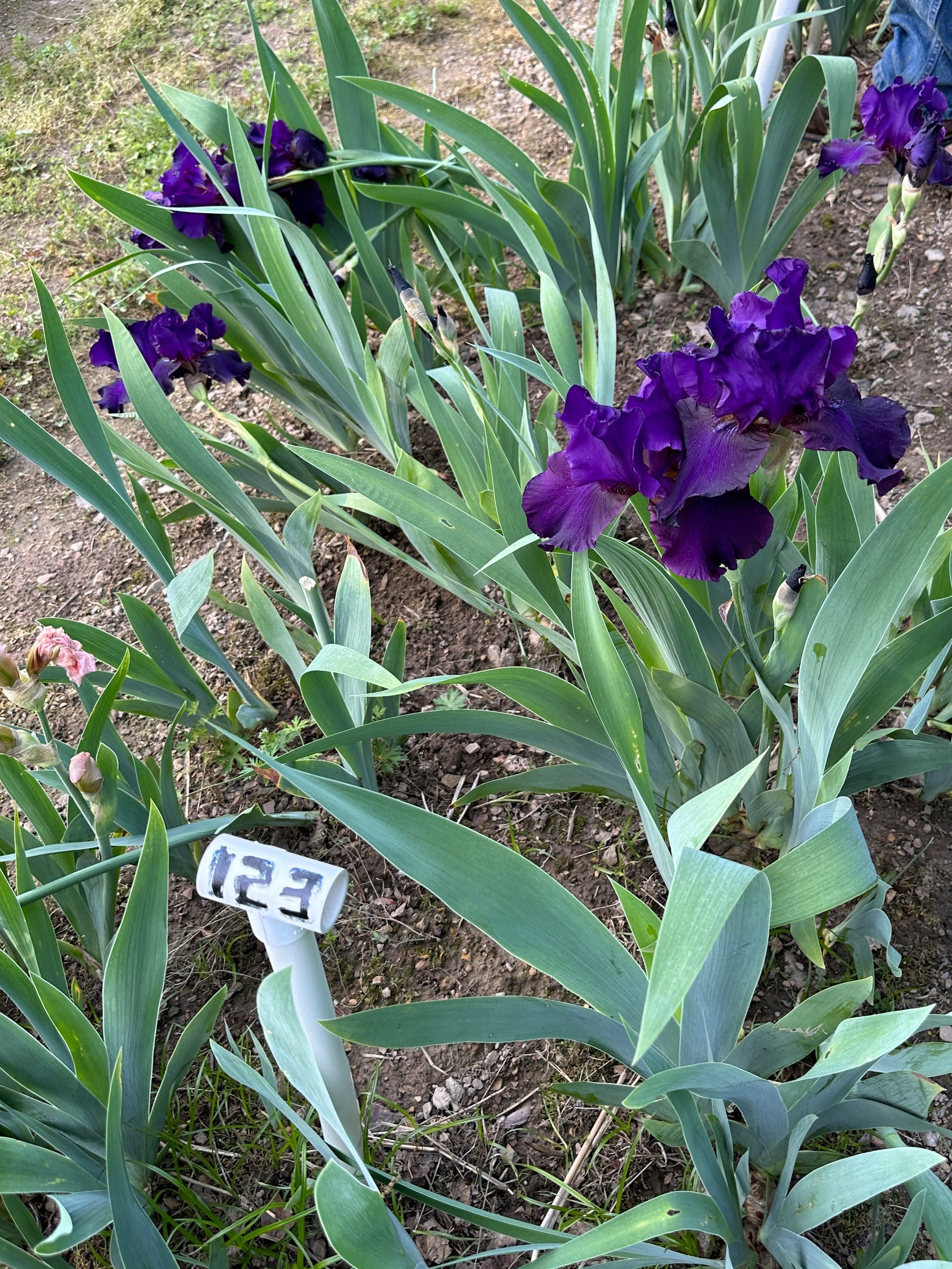 The flower Black Mercury - Tall Bearded Iris (TB)