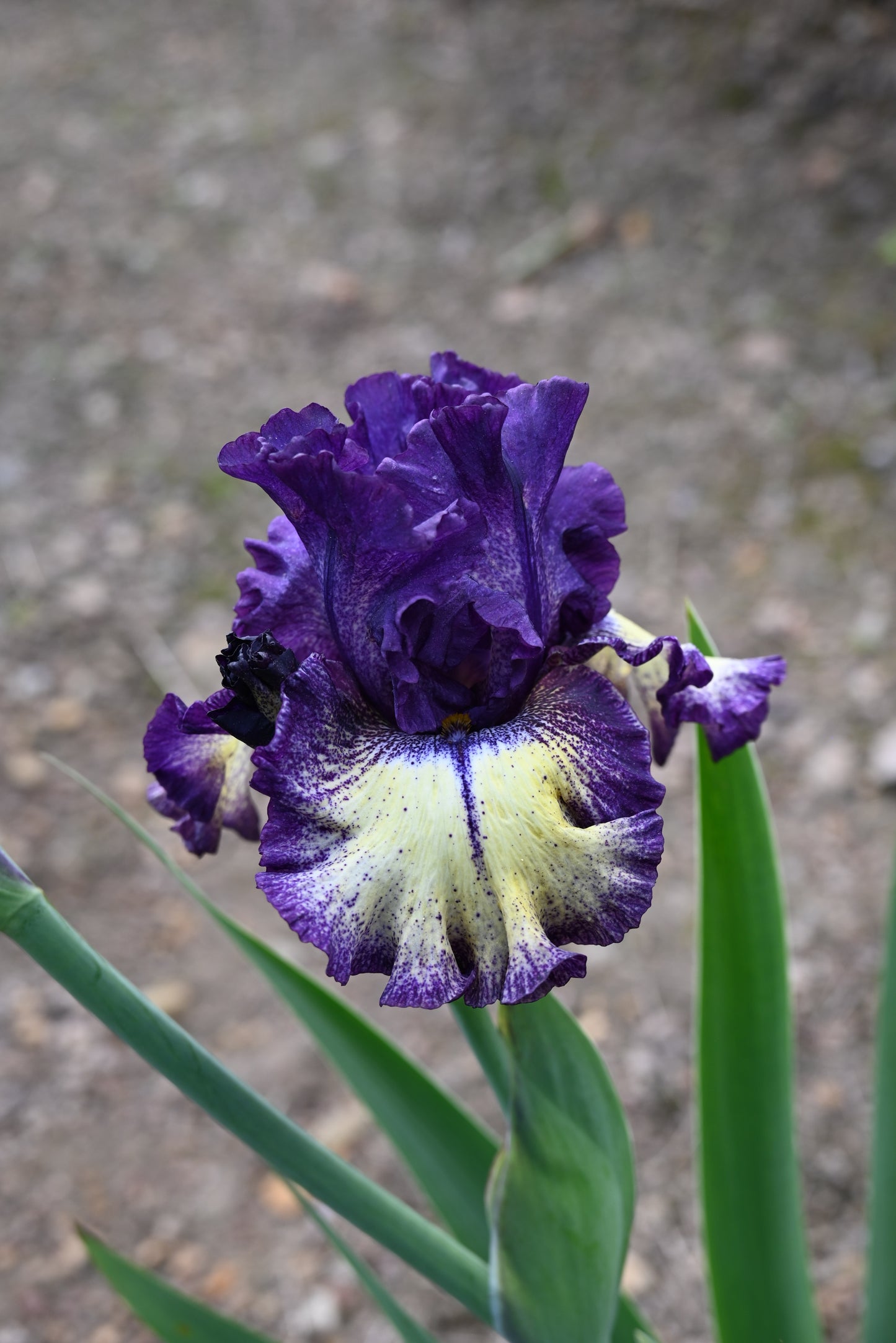 The flower Tickle My Fancy - Tall Bearded Iris (TB)