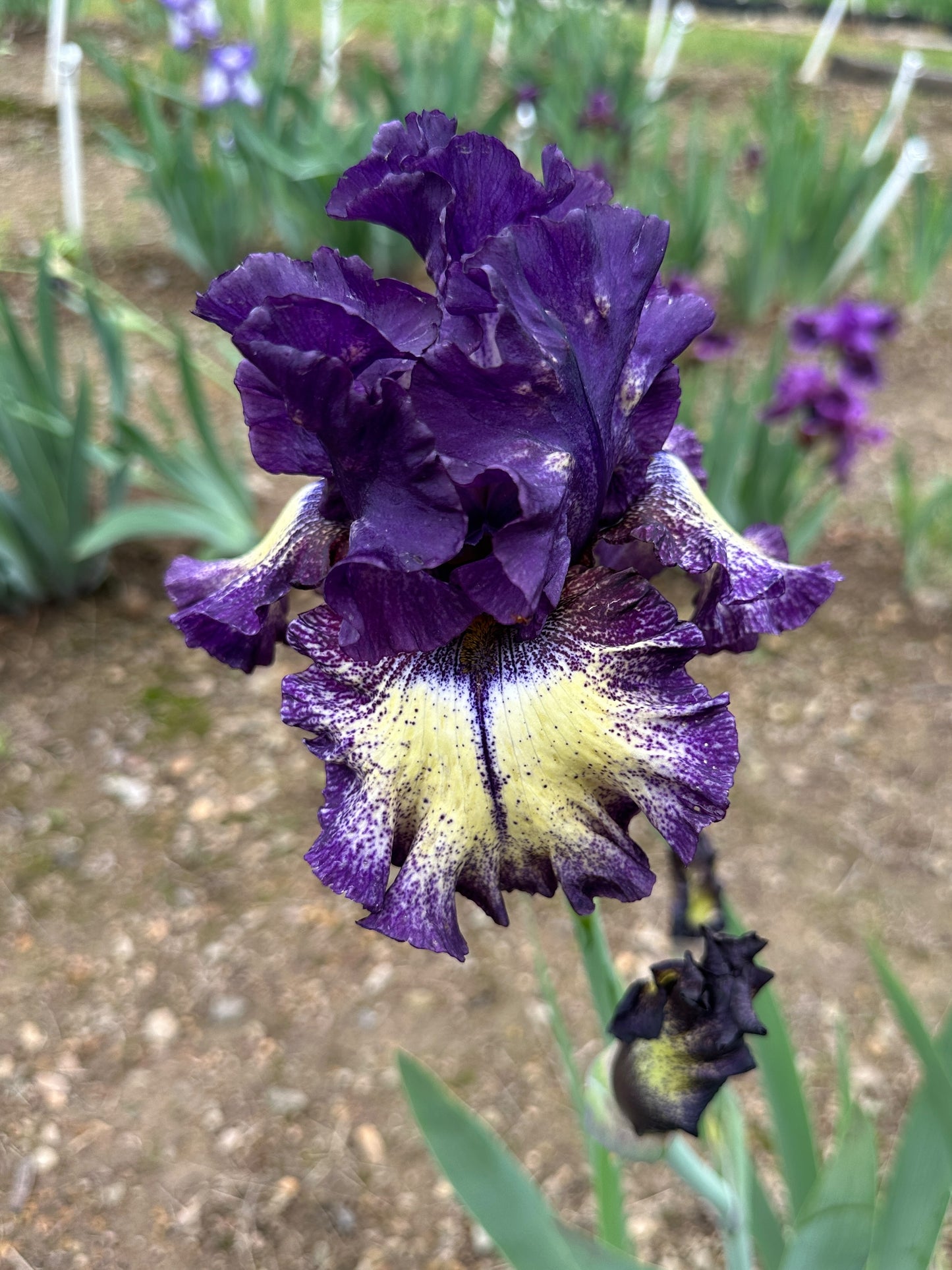 The flower Tickle My Fancy - Tall Bearded Iris (TB)