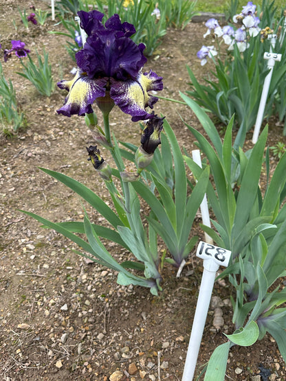 The flower Tickle My Fancy - Tall Bearded Iris (TB)