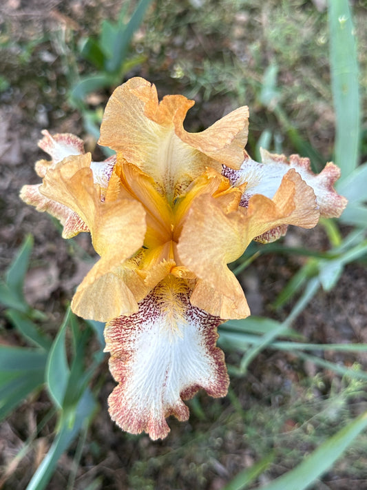 The flower Siva Siva - Tall Bearded Iris (TB)