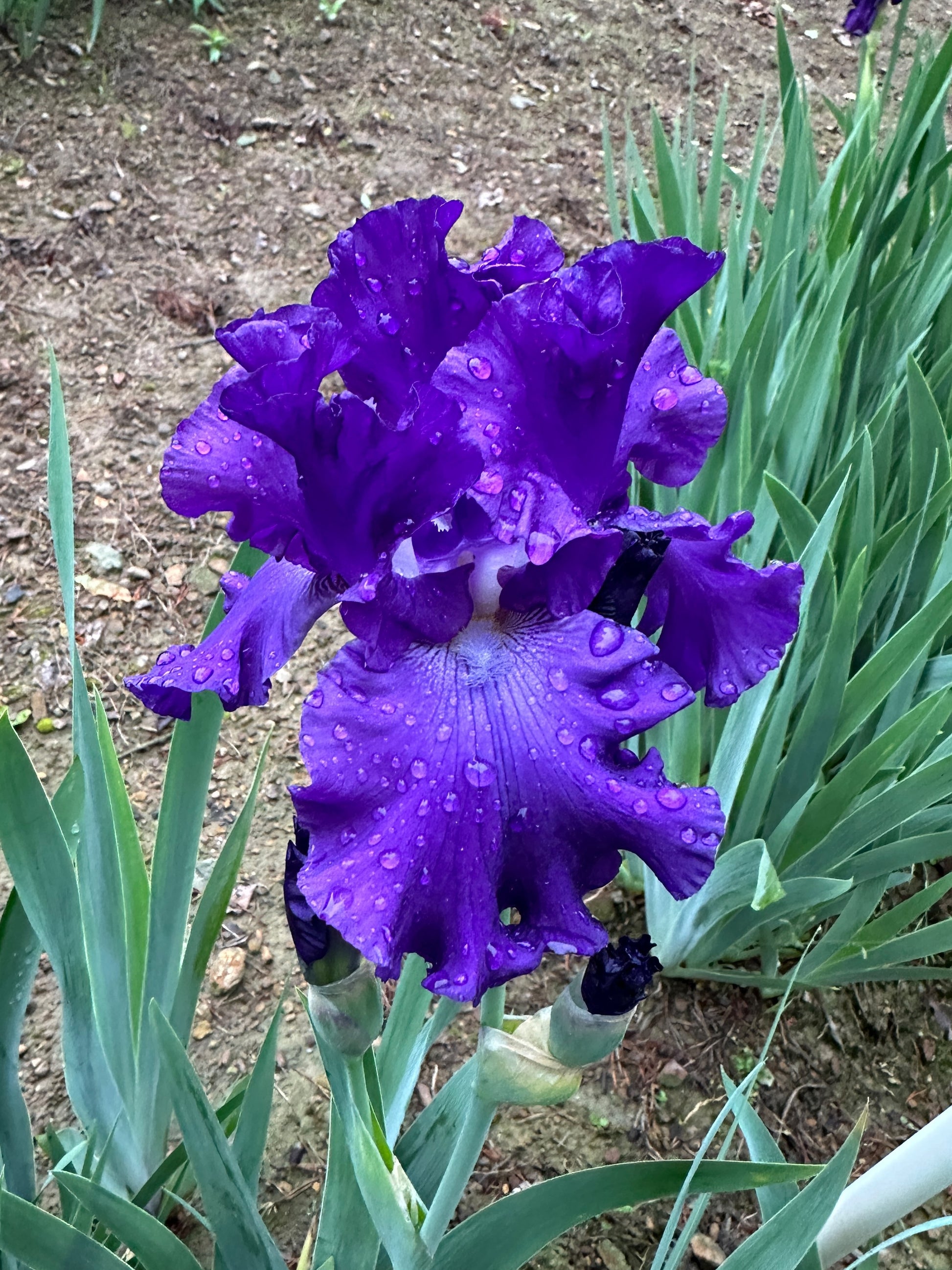 The flower Embassy Ball - Tall Bearded Iris (TB)