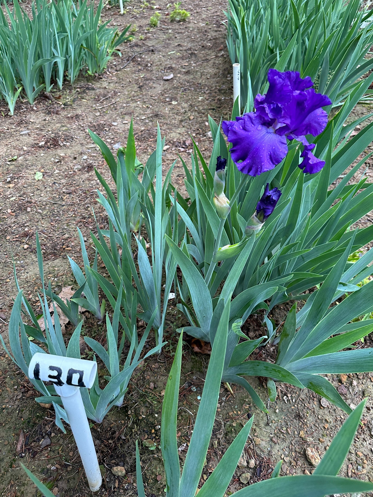 The flower Embassy Ball - Tall Bearded Iris (TB)