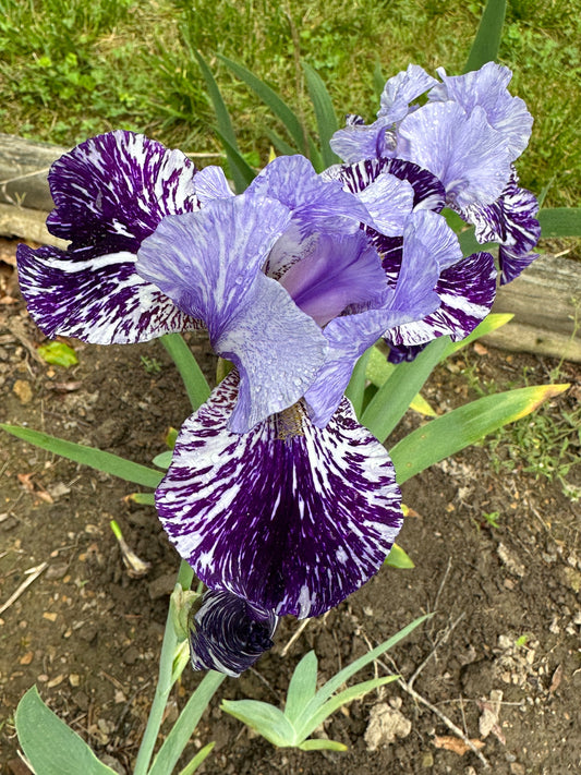 The flower Millennium Falcon - Tall Bearded Iris (TB)