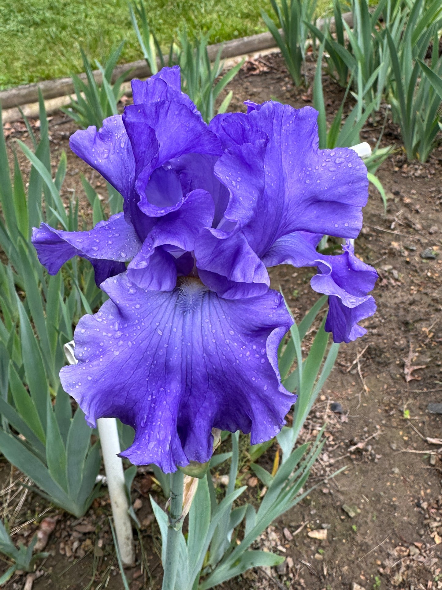 The flower Siletz Bay - Tall Bearded Iris (TB)