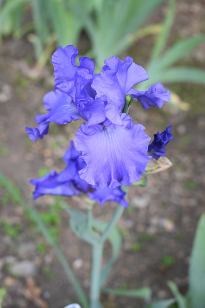 The flower Siletz Bay - Tall Bearded Iris (TB)