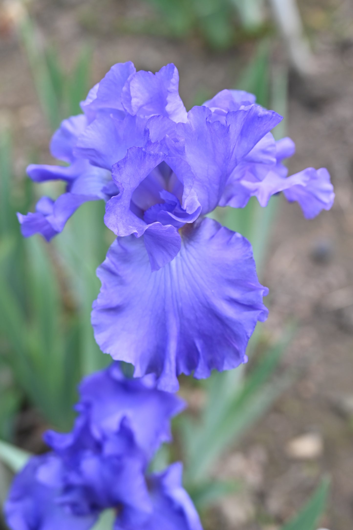 The flower Siletz Bay - Tall Bearded Iris (TB)