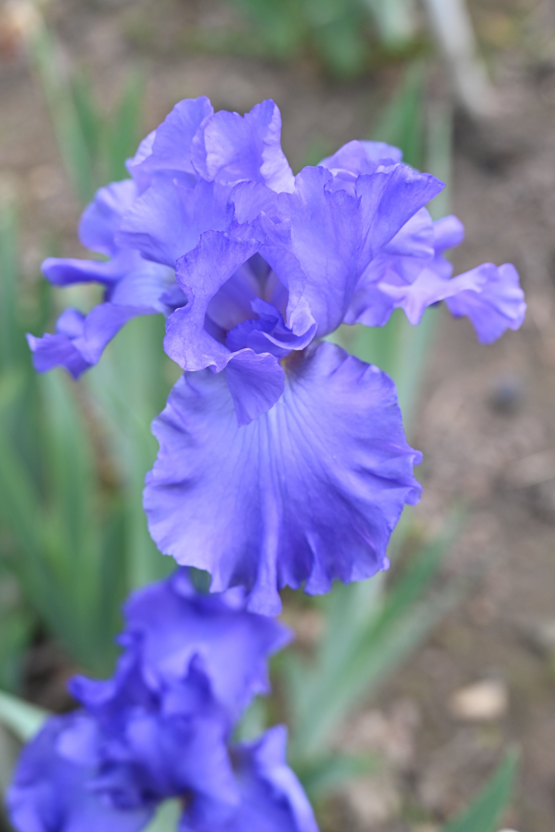 The flower Siletz Bay - Tall Bearded Iris (TB)