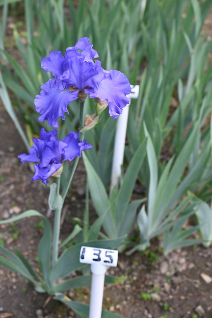 The flower Siletz Bay - Tall Bearded Iris (TB)