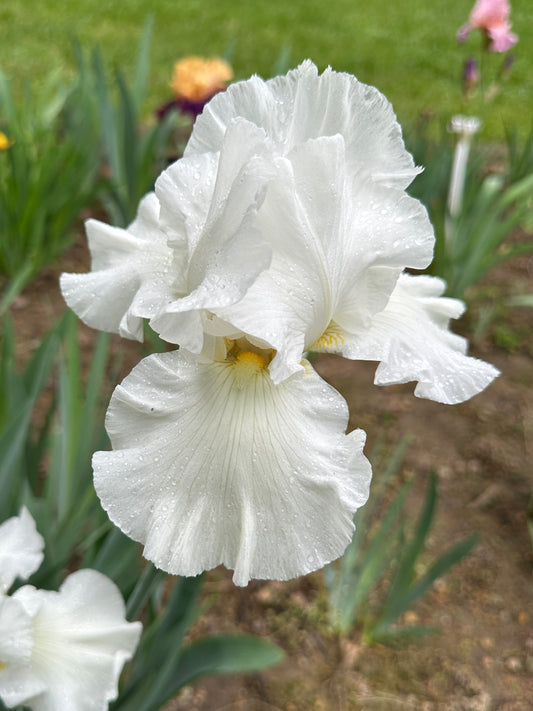 The flower Cotton Carnival - Tall Bearded Iris (TB)