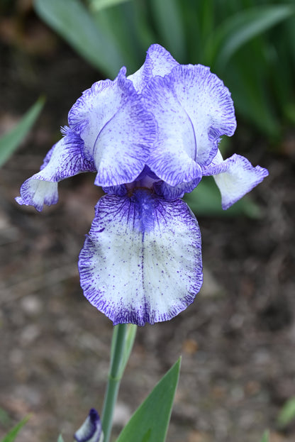 The flower Hey Looky - Tall Bearded Iris (TB)