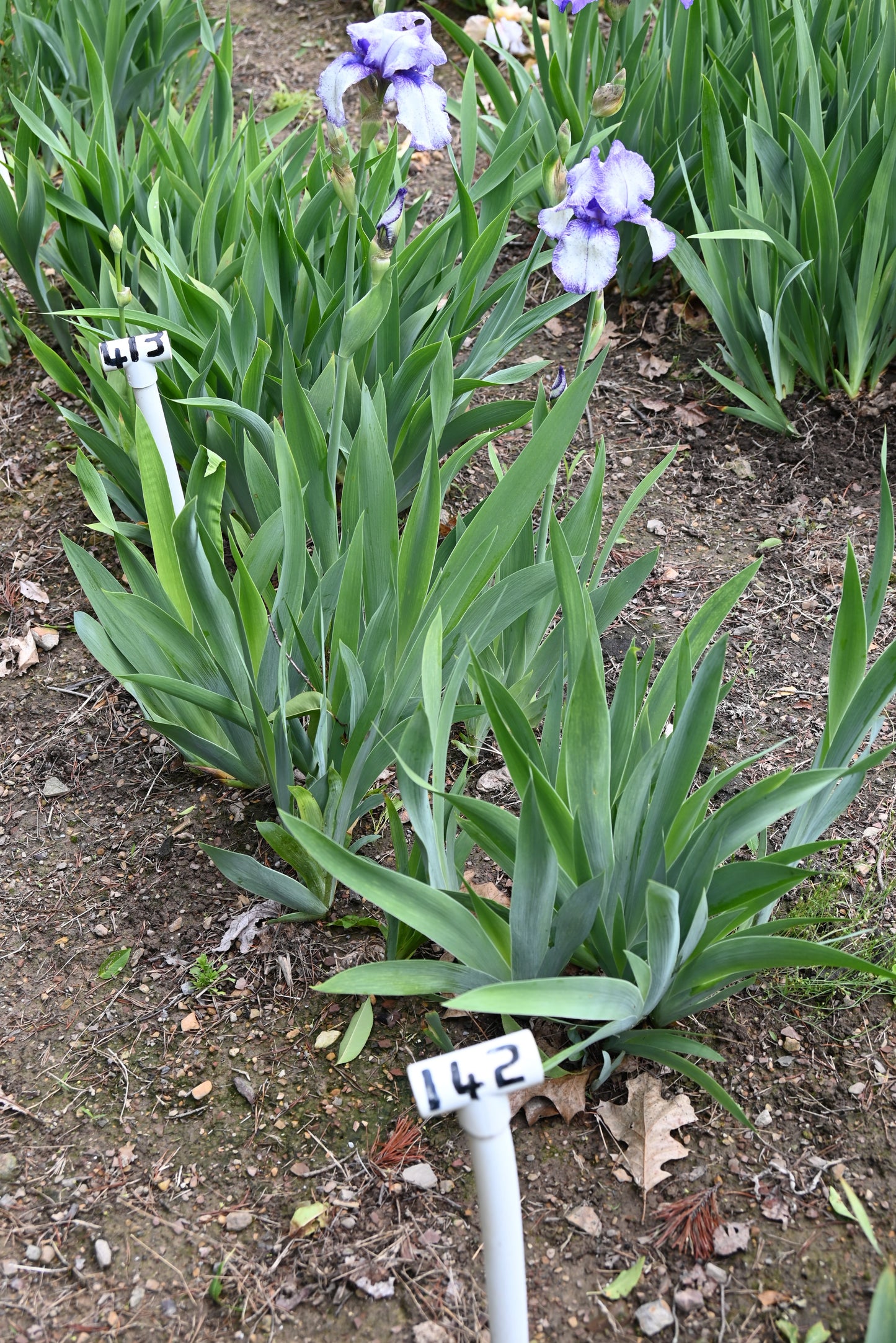 The flower Hey Looky - Tall Bearded Iris (TB)