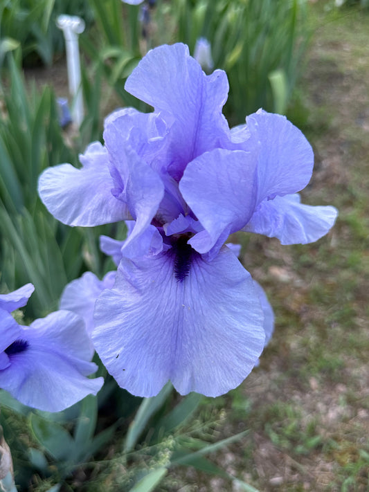 The flower Codicil - Tall Bearded Iris (TB)