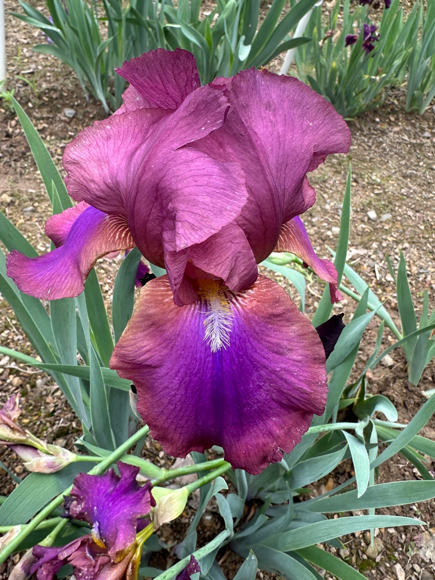 The flower Anthem - Tall Bearded Iris (TB)