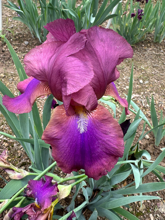 The flower Anthem - Tall Bearded Iris (TB)