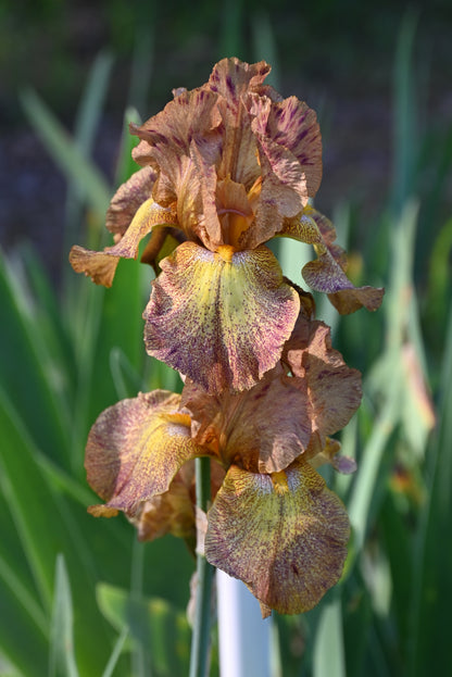 The flower Piute Pass - Tall Bearded Iris (TB)