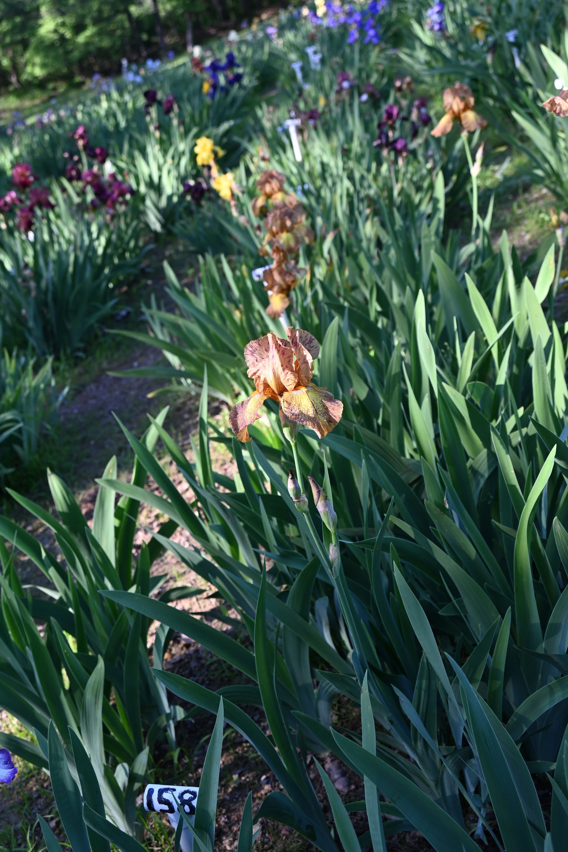 The flower Piute Pass - Tall Bearded Iris (TB)