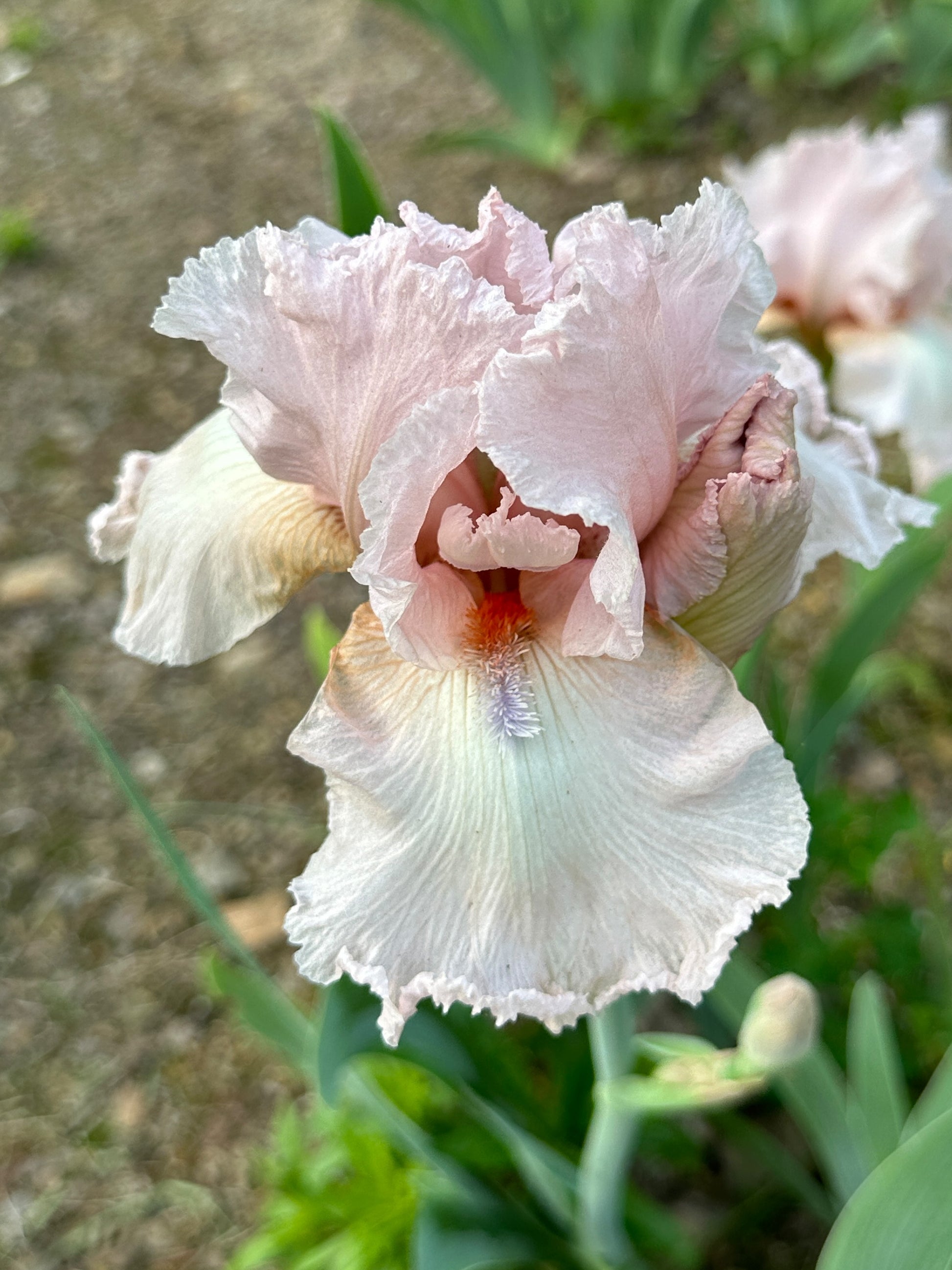 The flower Blue Chip Pink - Tall Bearded Iris (TB)