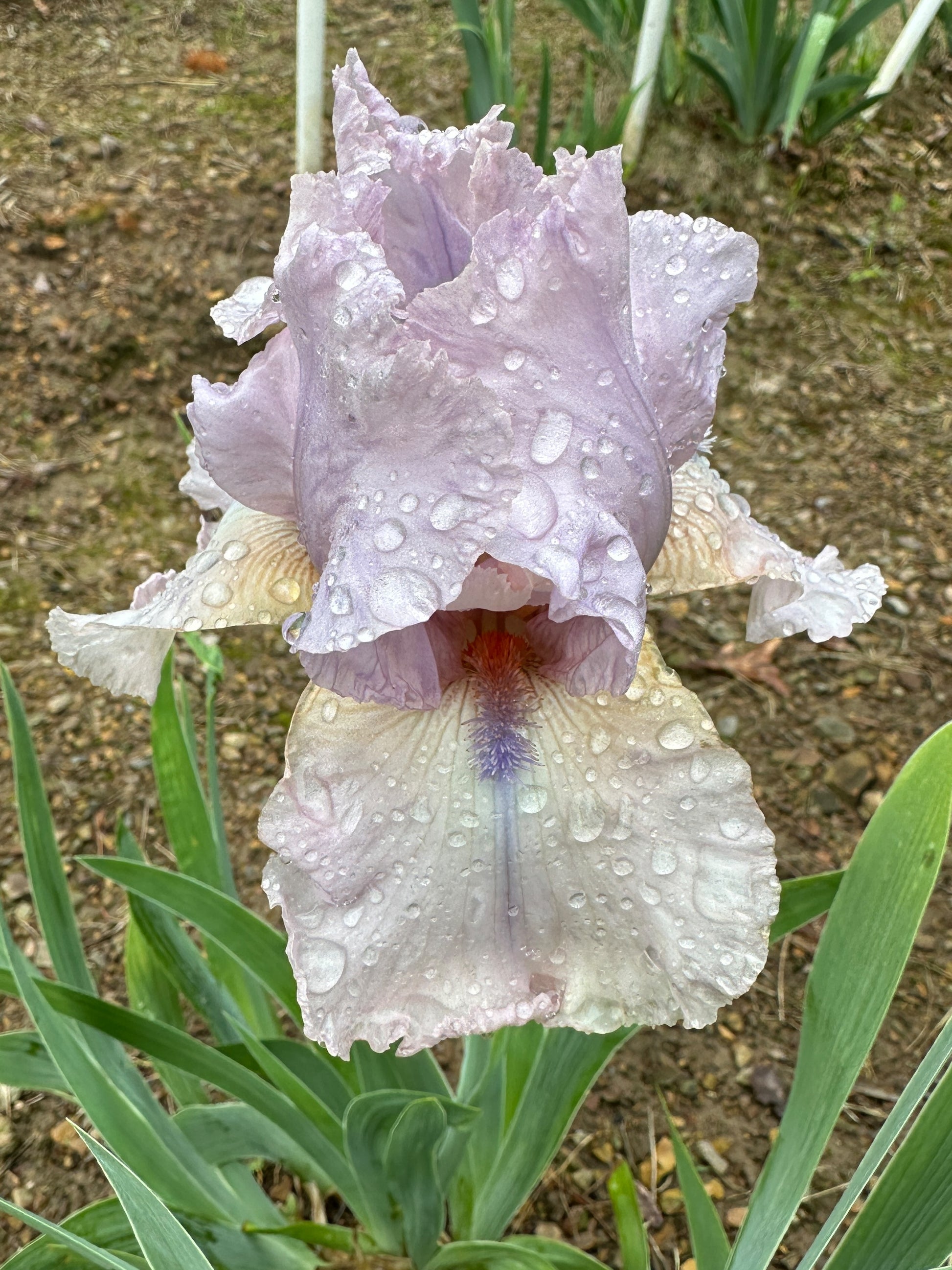 The flower Blue Chip Pink - Tall Bearded Iris (TB)