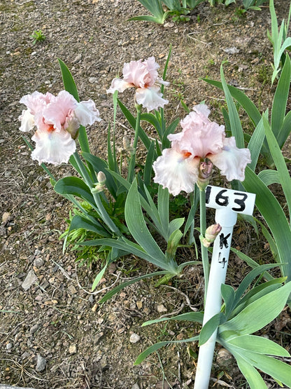 The flower Blue Chip Pink - Tall Bearded Iris (TB)