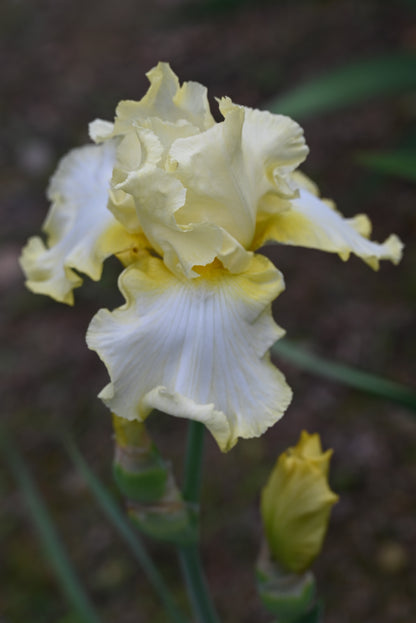 The flower Lemon Mist - Tall Bearded Iris (TB)