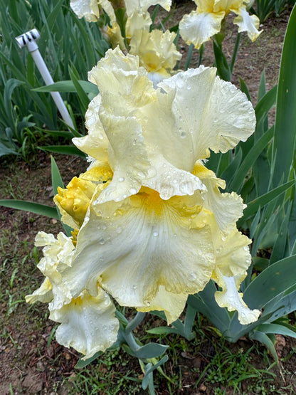 The flower Lemon Mist - Tall Bearded Iris (TB)