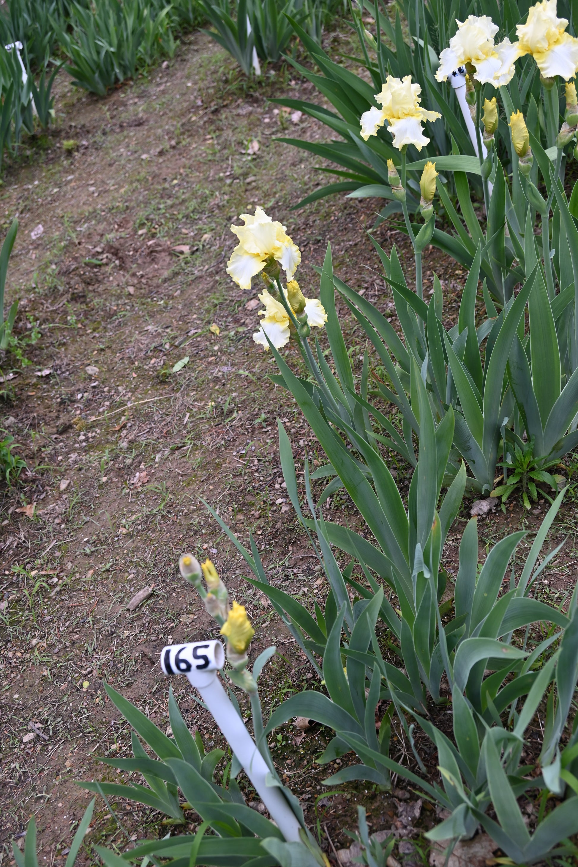 The flower Lemon Mist - Tall Bearded Iris (TB)