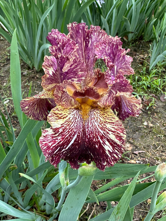 The flower Bewilderbeast - Tall Bearded Iris (TB)