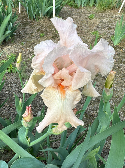 The flower Pinafore Pink - Tall Bearded Iris (TB)