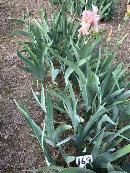 The flower Pinafore Pink - Tall Bearded Iris (TB)