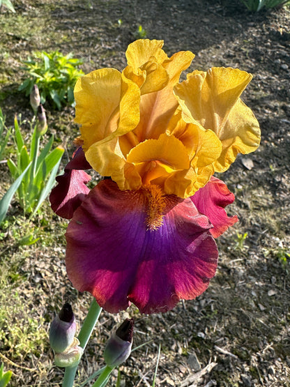 The flower Gala Madrid - Tall Bearded Iris (TB)