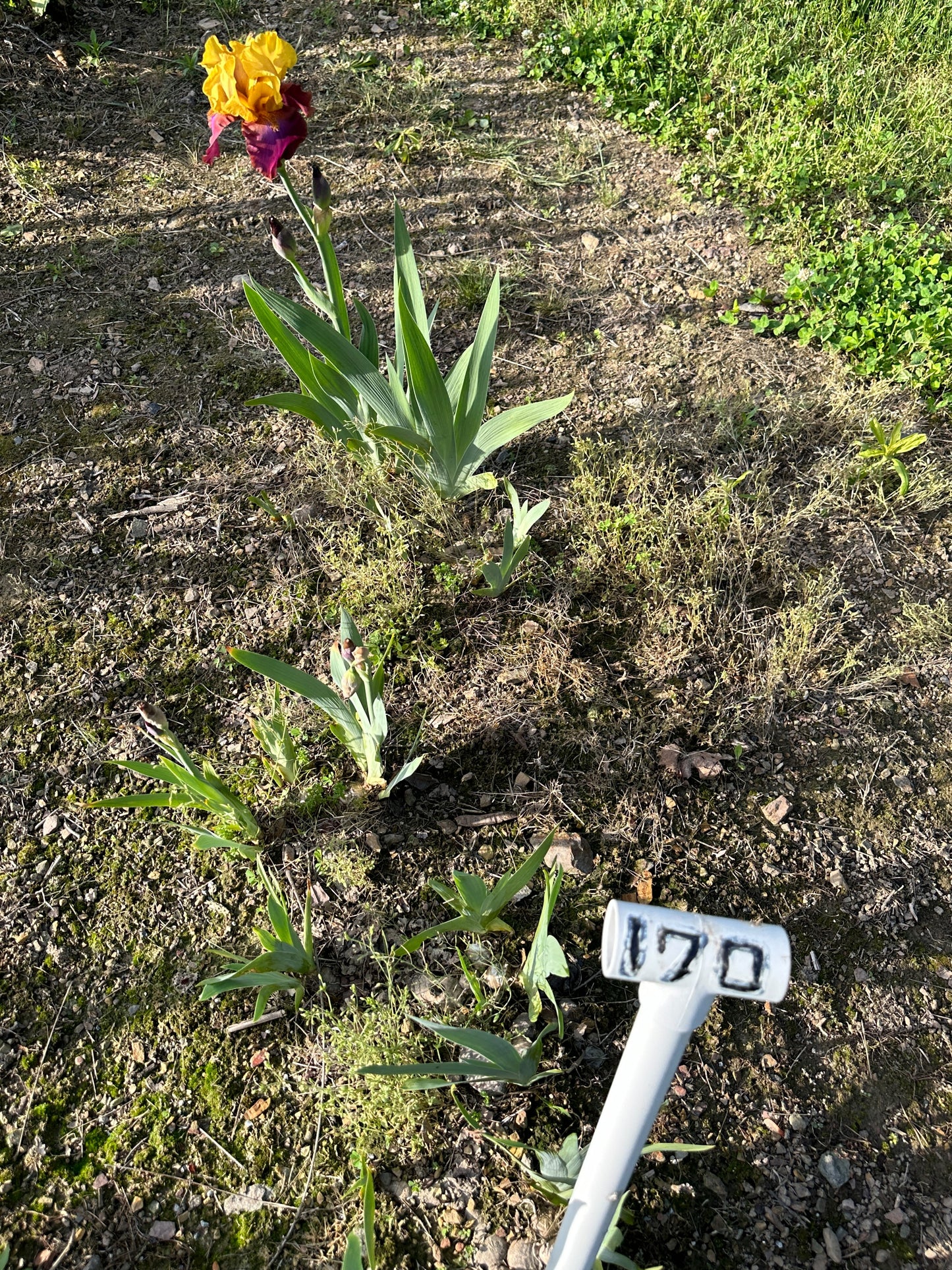 The flower Gala Madrid - Tall Bearded Iris (TB)