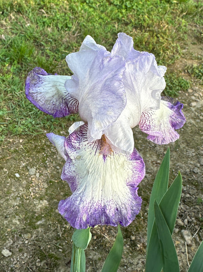 The flower Everything Plus - Tall Bearded Iris (TB)