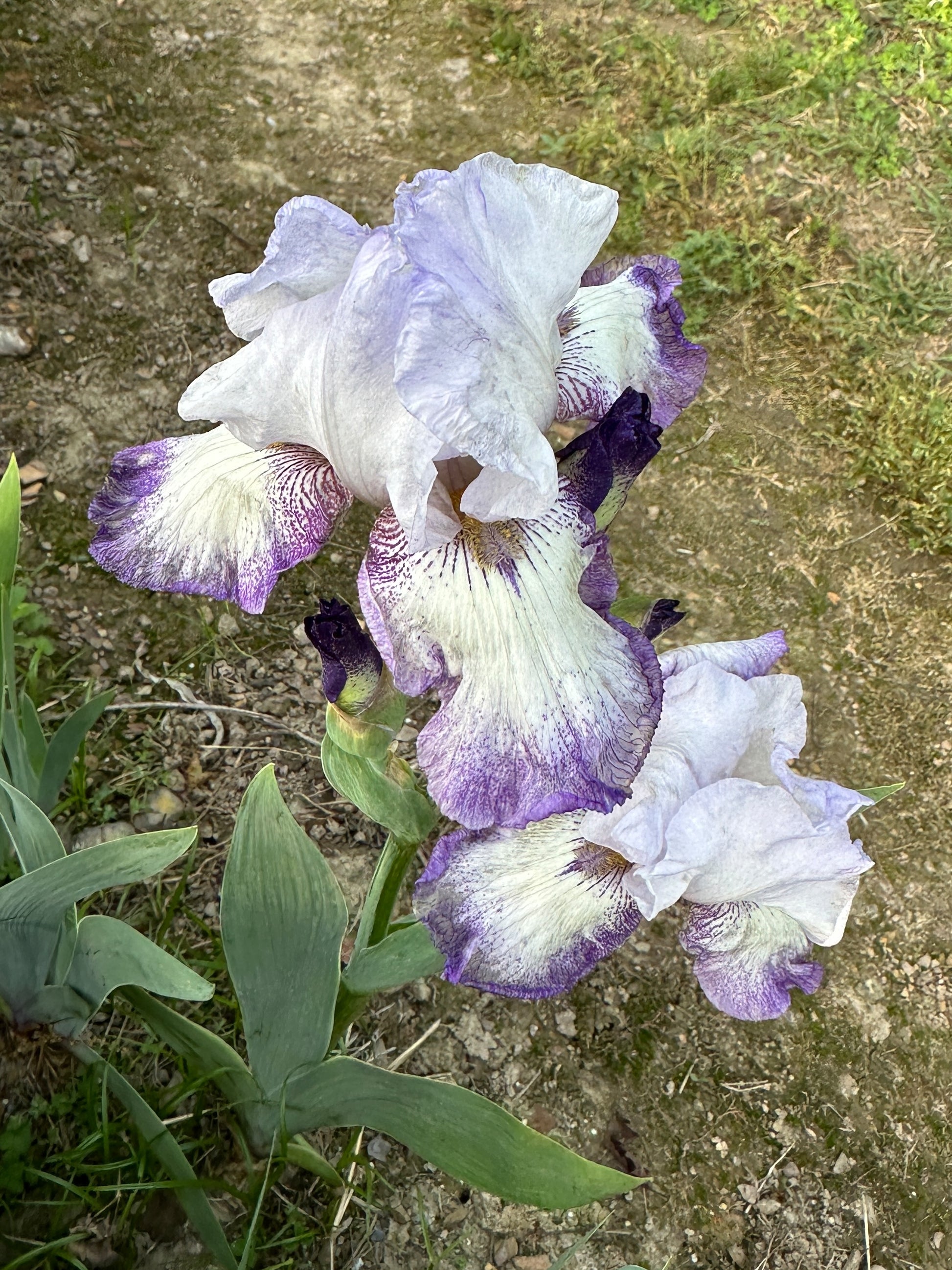 The flower Everything Plus - Tall Bearded Iris (TB)