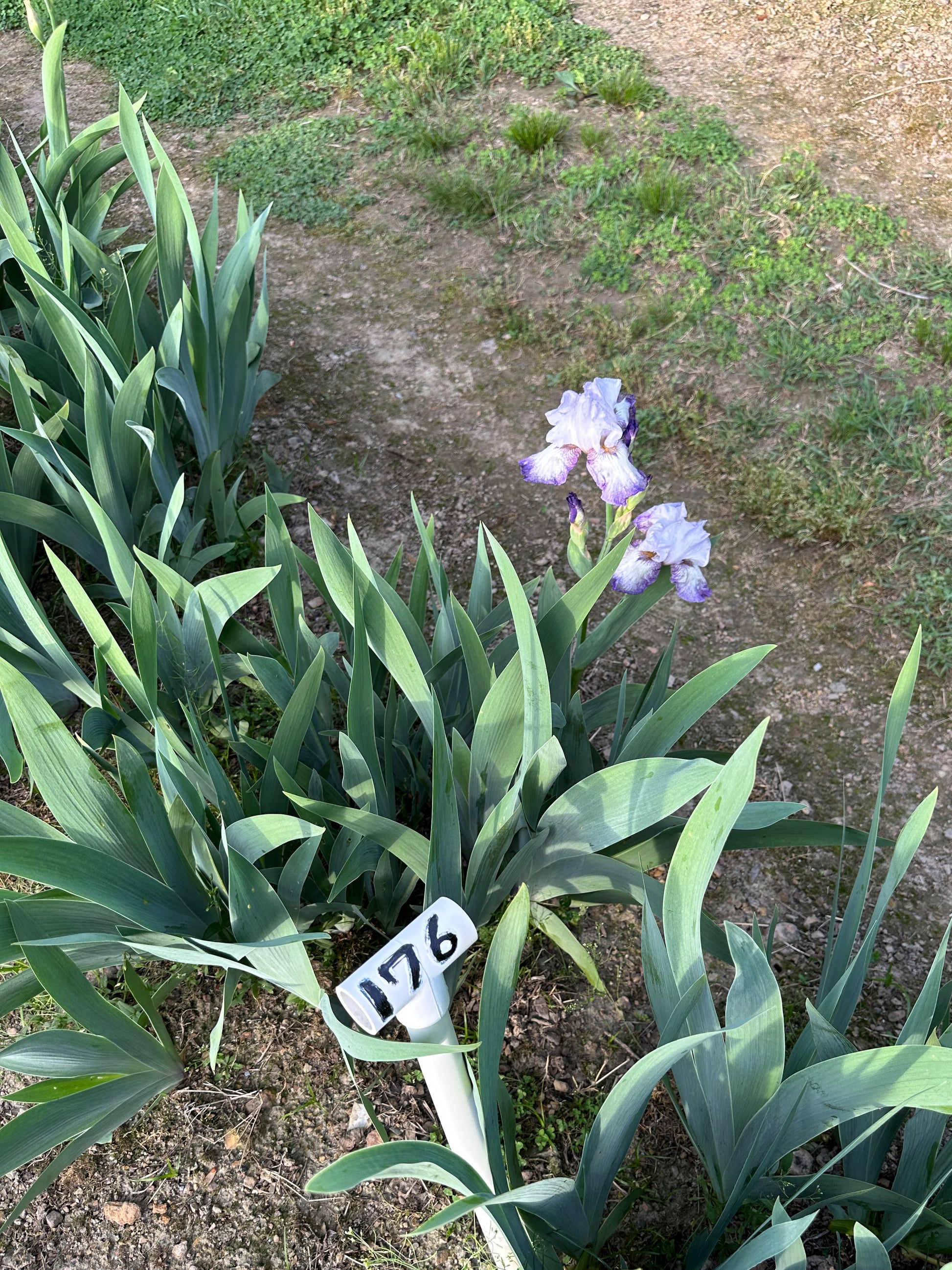 The flower Everything Plus - Tall Bearded Iris (TB)