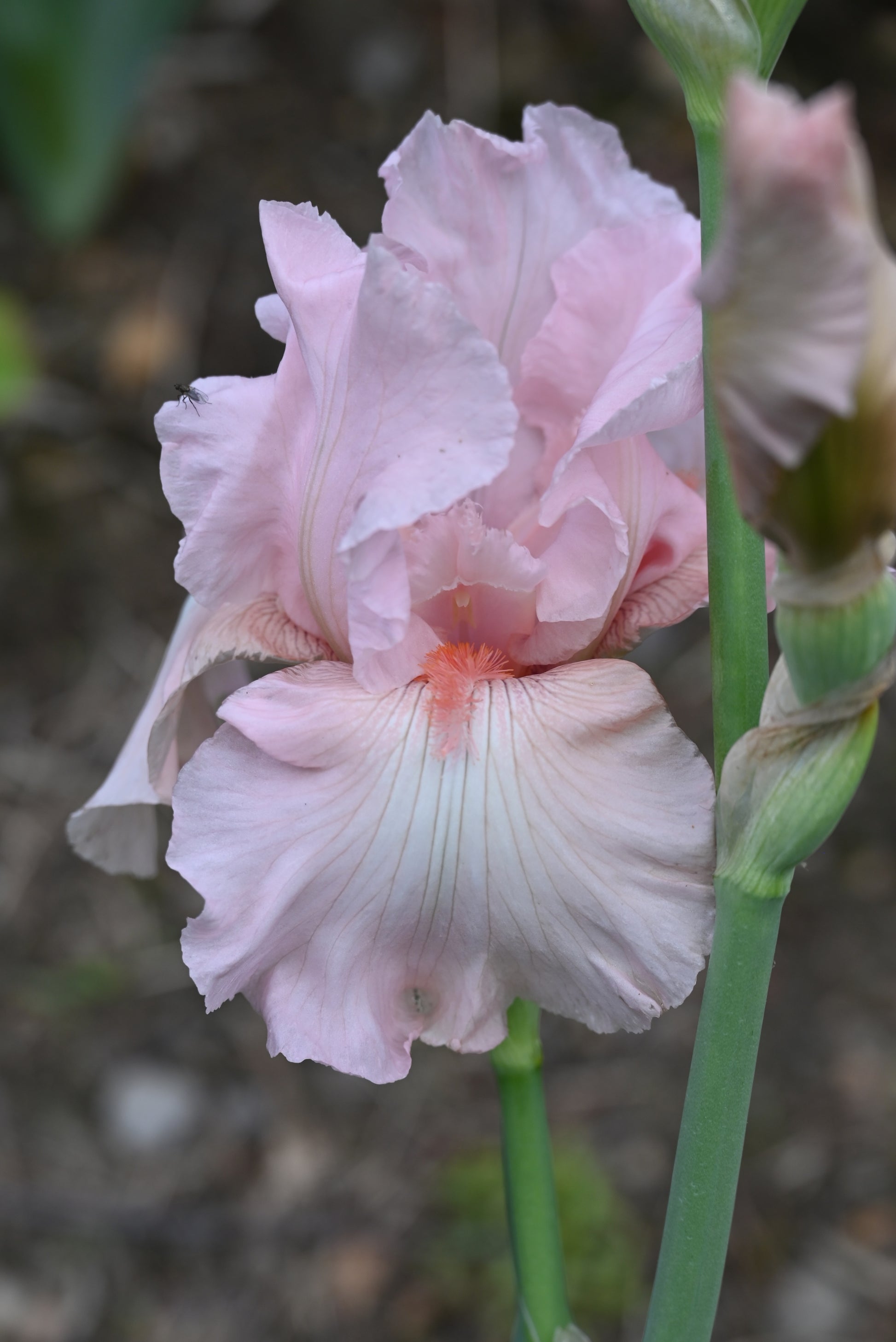 The flower Vanity - Tall Bearded Iris (TB)