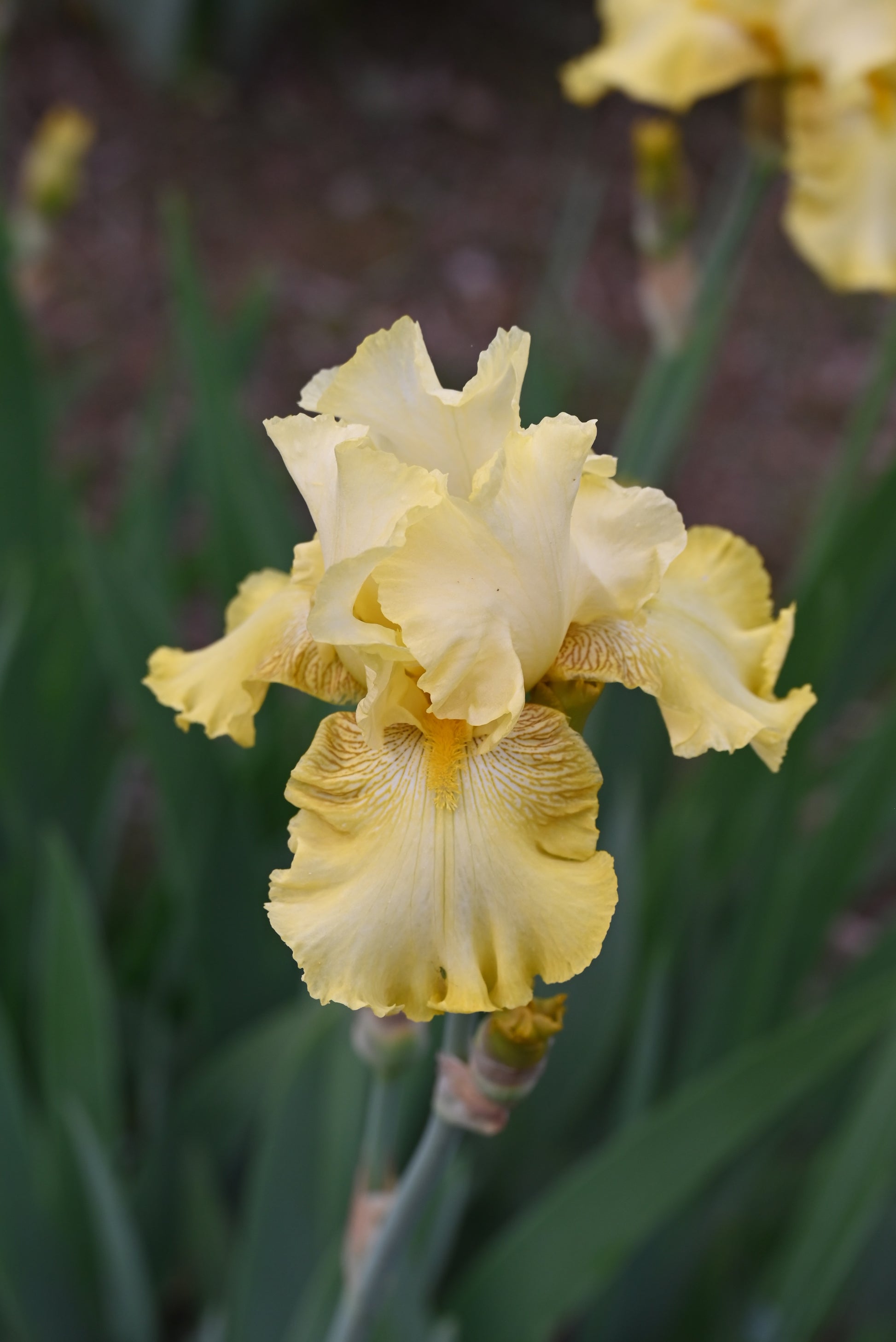 The flower Buckwheat - Tall Bearded Iris (TB)