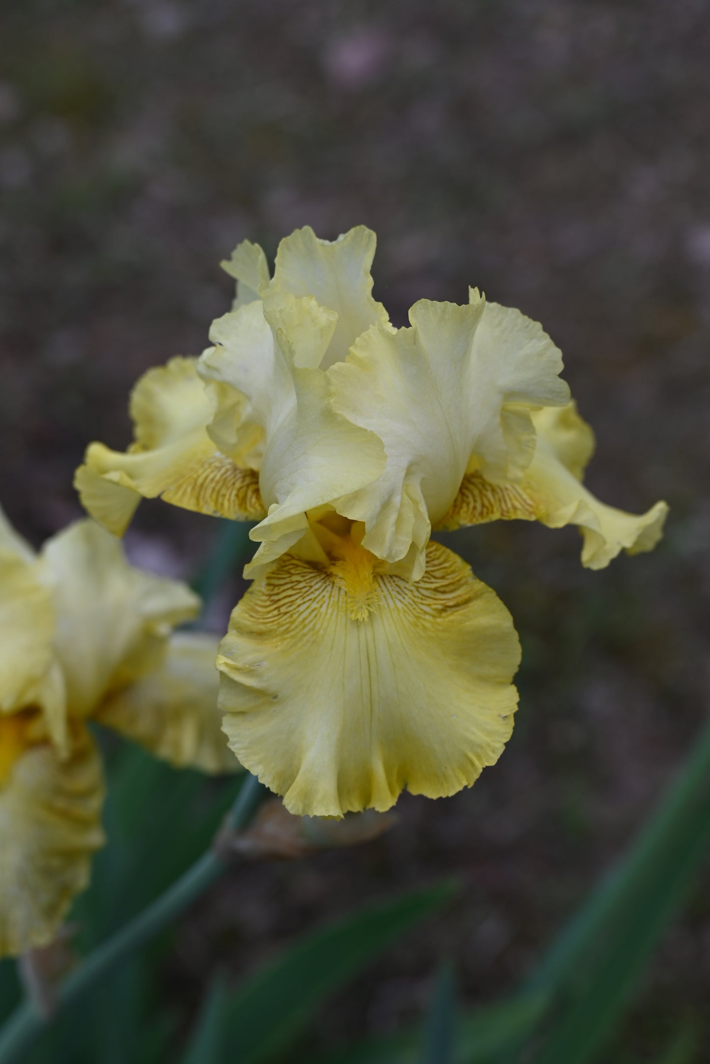 The flower Buckwheat - Tall Bearded Iris (TB)