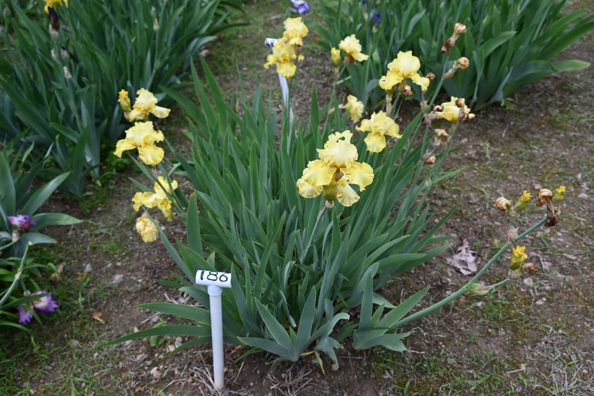 The flower Buckwheat - Tall Bearded Iris (TB)