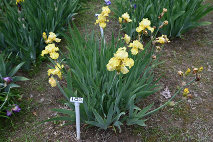 The flower Buckwheat - Tall Bearded Iris (TB)